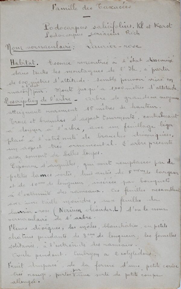 Manuscrit contenant la description des principales essences forestières de la Guadeloupe