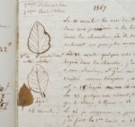 De l'élevage des vers à soie, au XIXème siècle