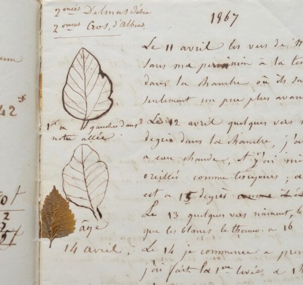 De l'élevage des vers à soie, au XIXème siècle