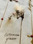Splendide herbier de 1746 en très bel état de conservation