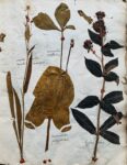Splendide herbier de 1746 en très bel état de conservation
