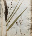 Splendide herbier de 1746 en très bel état de conservation