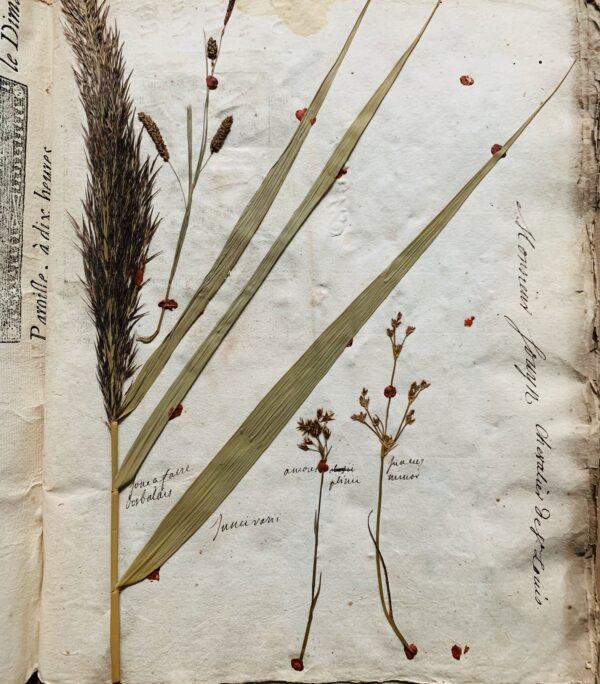 Splendide herbier de 1746 en très bel état de conservation