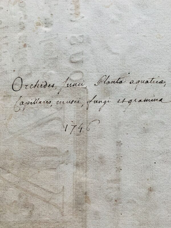Splendide herbier de 1746 en très bel état de conservation