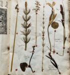 Splendide herbier de 1746 en très bel état de conservation