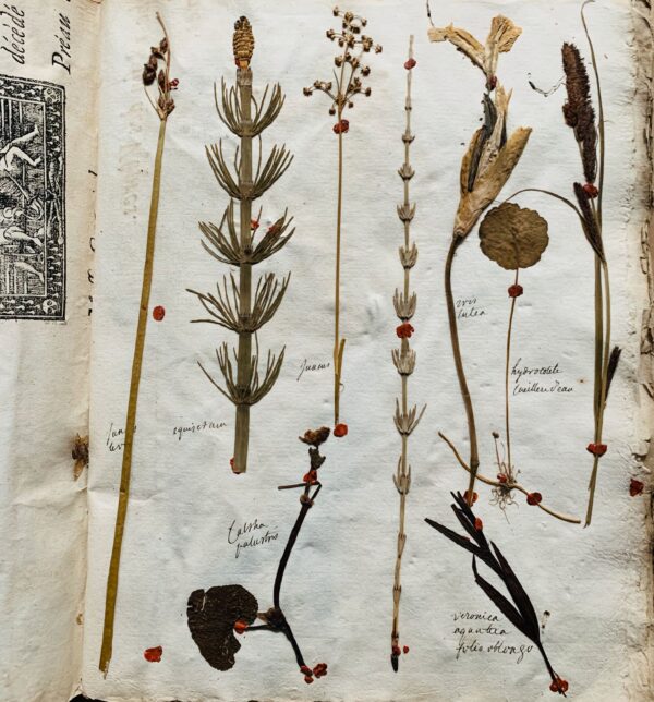 Splendide herbier de 1746 en très bel état de conservation