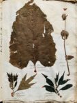 Splendide herbier de 1746 en très bel état de conservation