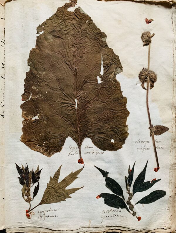Splendide herbier de 1746 en très bel état de conservation
