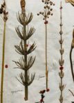 Splendide herbier de 1746 en très bel état de conservation