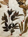 Splendide herbier de 1746 en très bel état de conservation