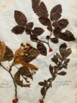 Splendide herbier de 1746 en très bel état de conservation