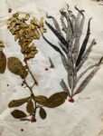 Splendide herbier de 1746 en très bel état de conservation