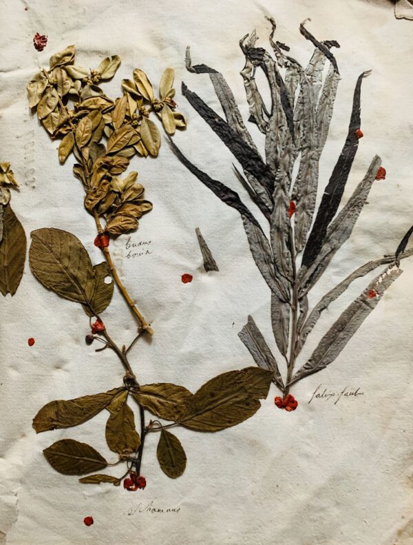 Splendide herbier de 1746 en très bel état de conservation