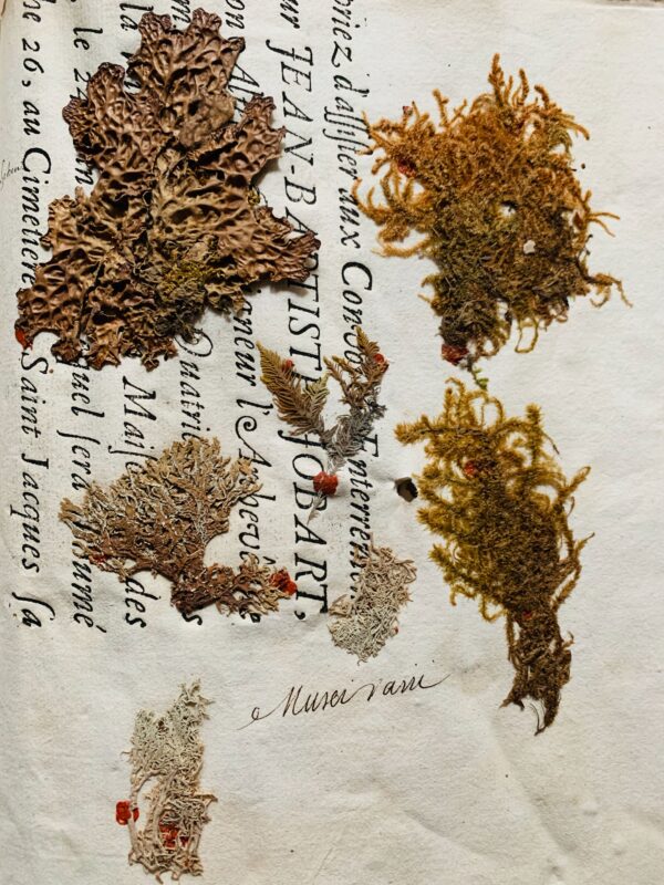 Splendide herbier de 1746 en très bel état de conservation